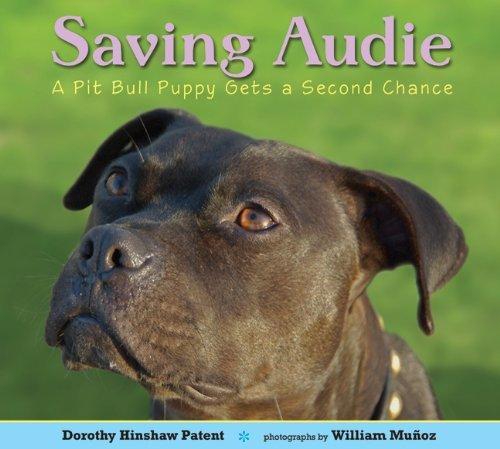 Saving Audie: A Pit Bull Puppy Gets A Second Chance